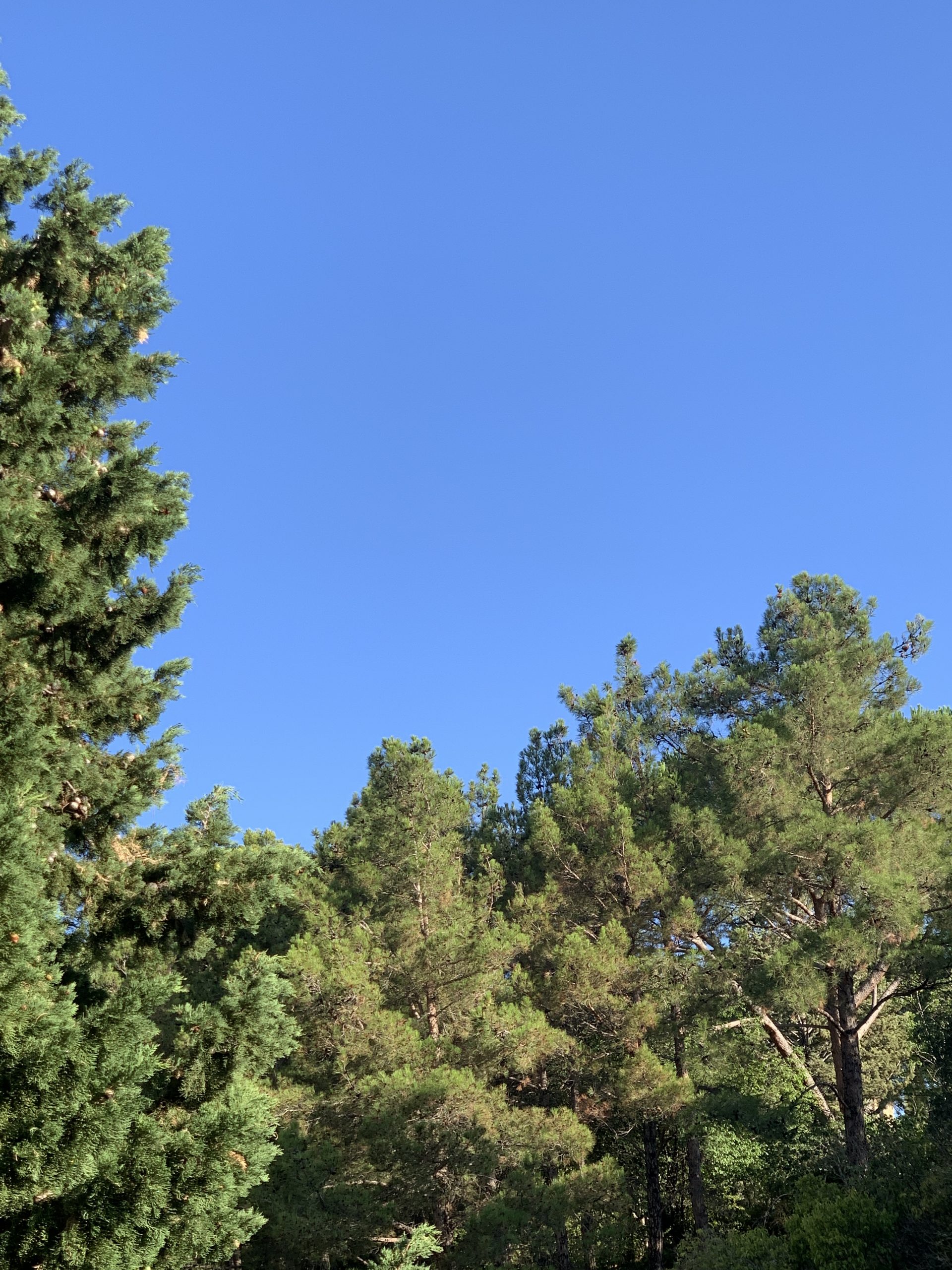 Lire la suite à propos de l’article Ces cigales qui nous entourent …