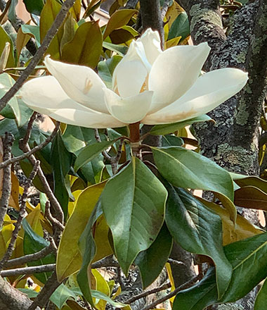 Magniolia