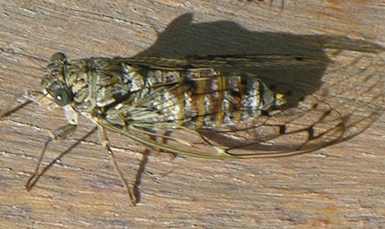 Cigale au repos