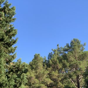 Ces cigales qui nous entourent …